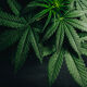 cannabis-leaves