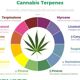 large_Cannabis-Terpenes-Medical-Benefits-leaf