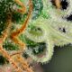 large_cannabis-plant-macro-l-1030x733