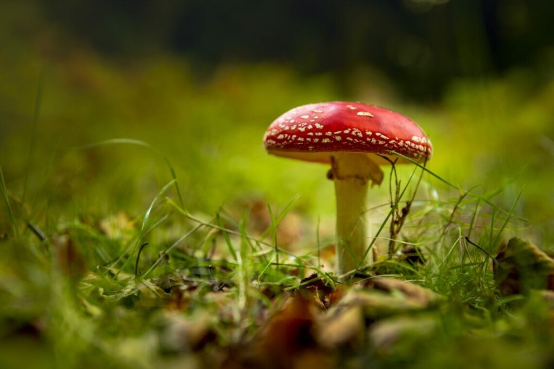 amanita-mushroom-2021-08-28-18-45-48-utc-scaled-1-1024x683