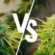 Indoor Vs Outdoor Grown Cannabis How Do They Compare