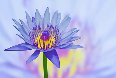 blue lotus graphic