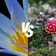 blue lotus vs amanita muscaria cover photo