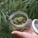 cannabis in a jar next to wild cannabis flowers