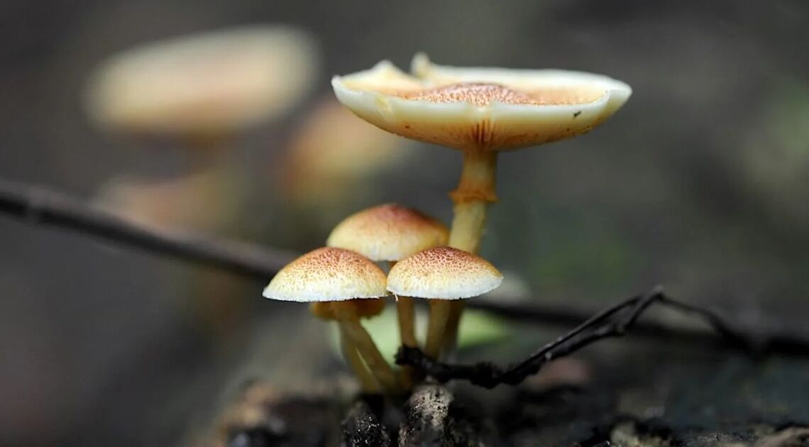 Can You Build A Tolerance To Shrooms