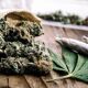 Do I Need A Medical Marijuana Card To Buy Weed At A Dispensary