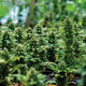 auto-flower-autoflowering-cannabis-ruderalis-grow
