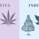 Is HHC More Like Sativa Or Indica?